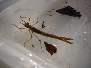 New species of damselfly larva found at Desborough Rec